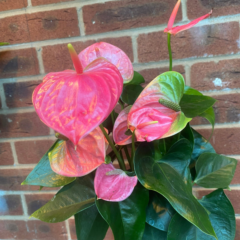 Anthurium - Candy Floss Pink -