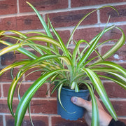 Chlorophytum variagata (Spider Plant) 25-30cm -