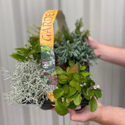 Mixed Evergreen Shrub Mix (6 Pack) -