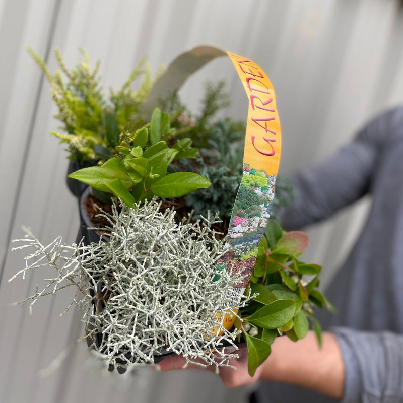 Mixed Evergreen Shrub Mix (6 Pack) -