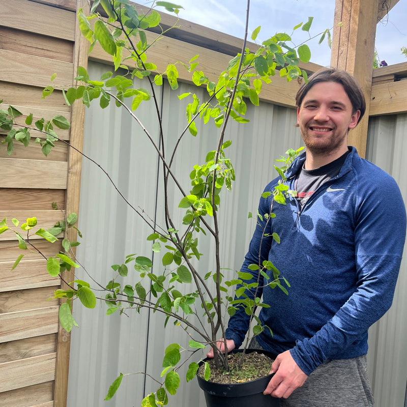 Amelanchier lamarckii 3.5L / 7.5L -