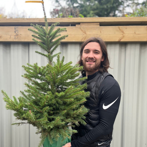 Potted Real Christmas Tree | Picea pungens 'glauca' | 80-100cm -