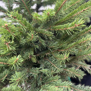 Potted Real Christmas Tree | Picea pungens 'glauca' | 80-100cm -