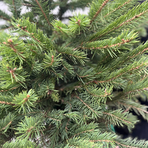 Potted Real Christmas Tree | Picea pungens 'glauca' | 80-100cm -