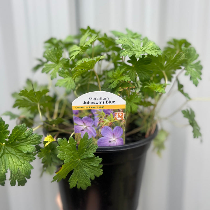 Geranium 'Johnson's Blue' 9cm/2L/3L -