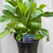 Lobelia 'Starship Blue' 9cm / 3L -