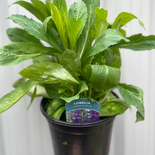Lobelia 'Starship Blue' 9cm / 3L -