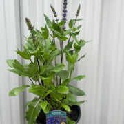Salvia Salvatore Blue 3L -