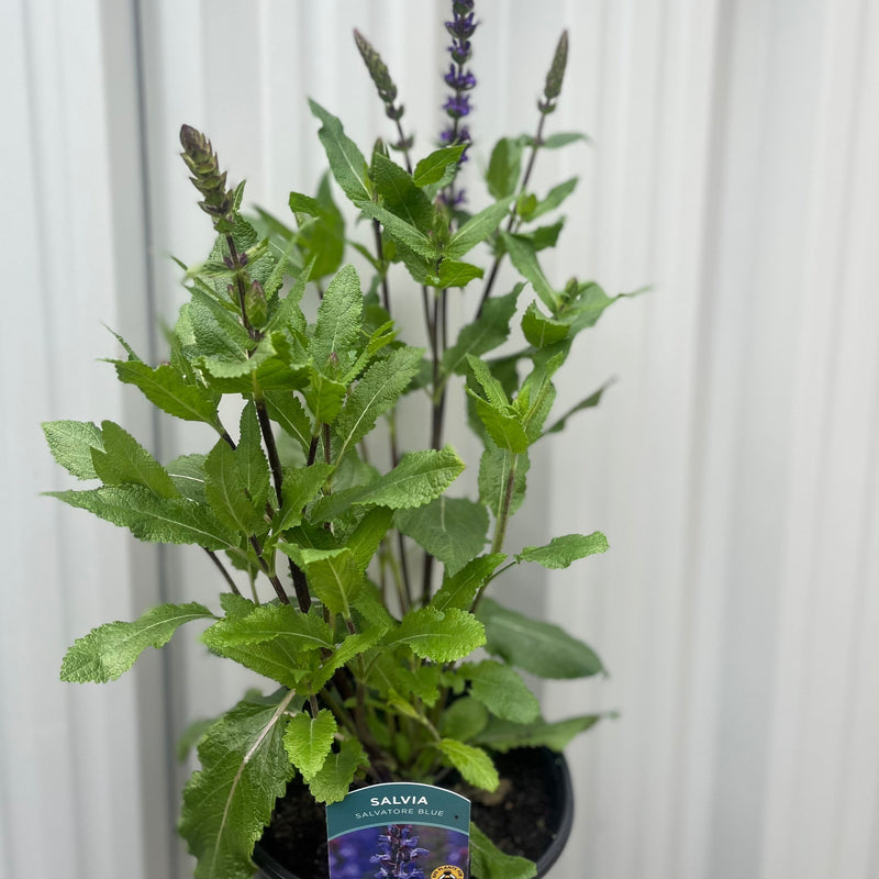 Salvia Salvatore Blue 3L -