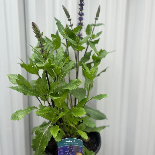 Salvia Salvatore Blue 3L -