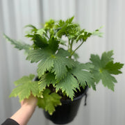 Delphinium 'Magic Fountain White' 9cm/1.5L/3L -