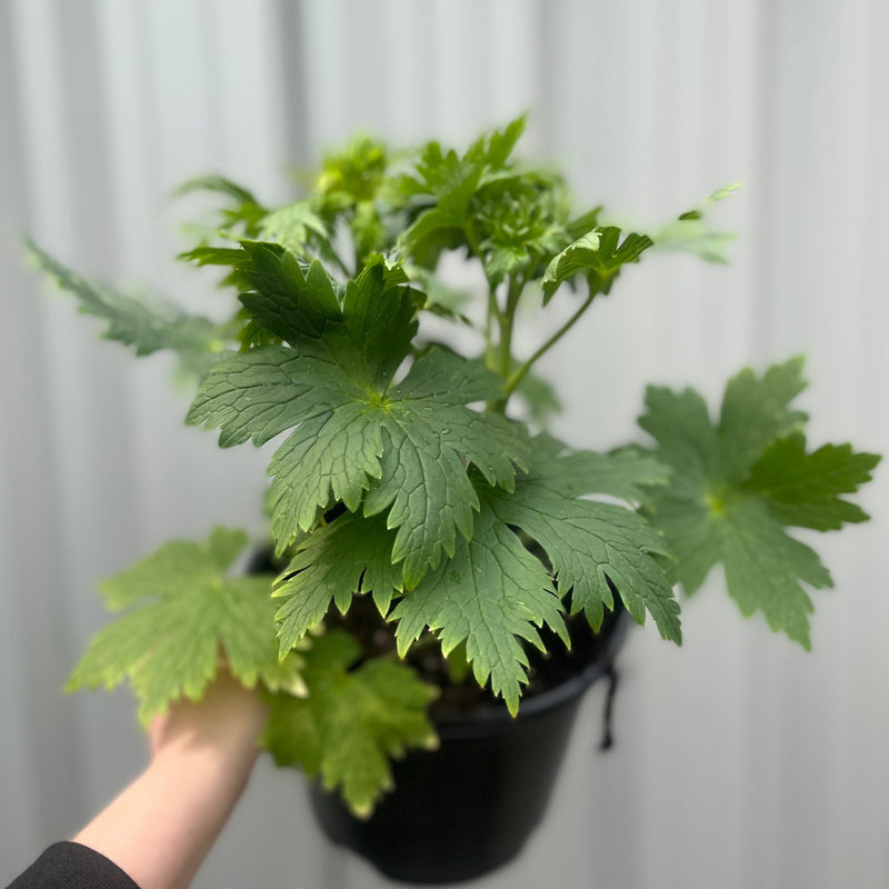 Delphinium 'Magic Fountain White' 9cm/1.5L/3L -