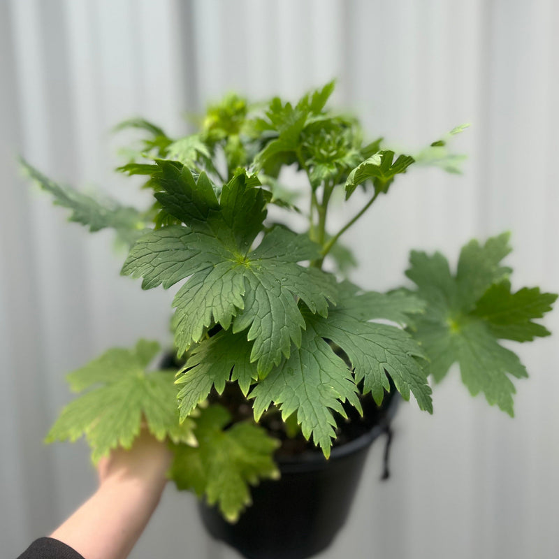 Delphinium 'Magic Fountain Deep Rose' 9cm/1.5L/3L -