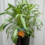 Coreopsis grandiflora 'Early Sunrise' -