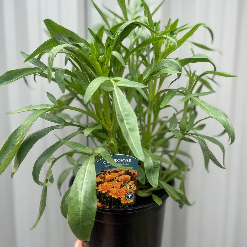 Coreopsis grandiflora 'Early Sunrise' -