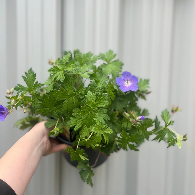 Geranium 'Johnson's Blue' 9cm/2L/3L -