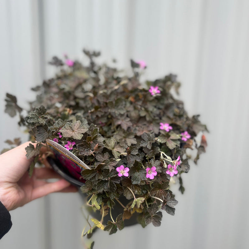 Geranium 'Orkney Cherry' 3L -