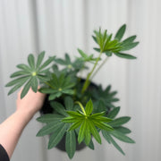 Lupin Legendary Rose/Pink Shades 3L -