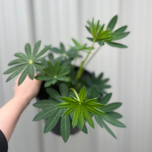 Lupin Legendary Yellow Shades 3L -