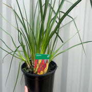 Kniphofia uvaria 'Flamenco' (Red Hot Poker) 9cm/2L -