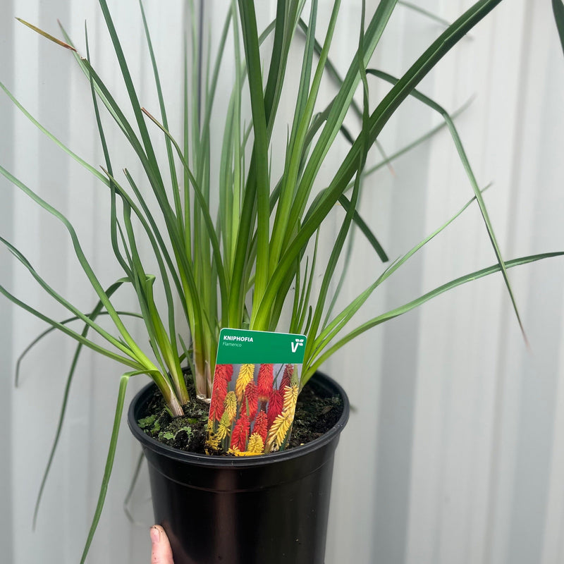 Kniphofia uvaria 'Flamenco' (Red Hot Poker) 9cm/2L -