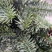 Noble Fir Christmas Wreath | 45cm | Real Wreath -