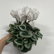 Cyclamen White (9/13cm Pot) -