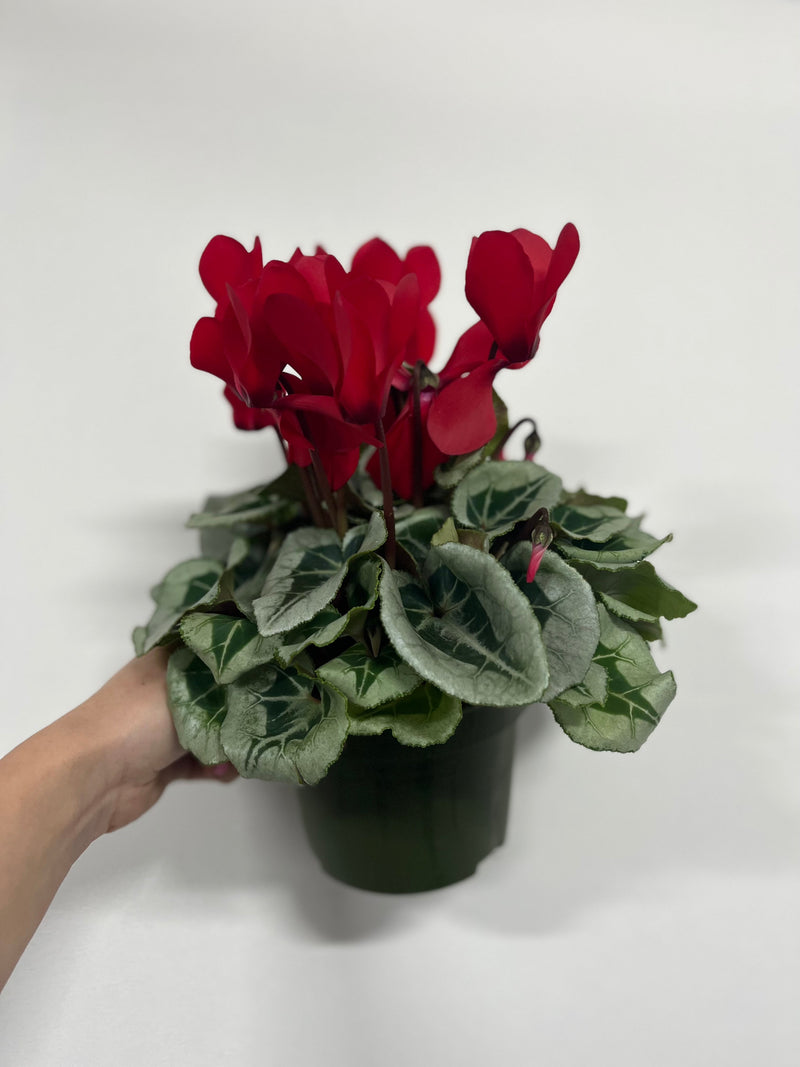 Cyclamen Red (9cm/13cm Pot Size) -