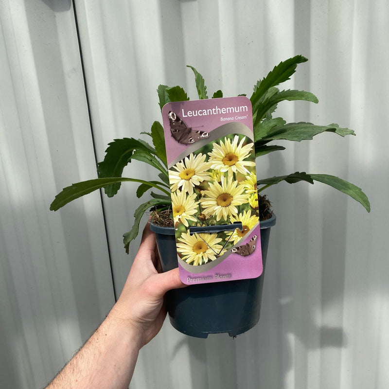 Leucanthemum 'Lacreme' 2L -