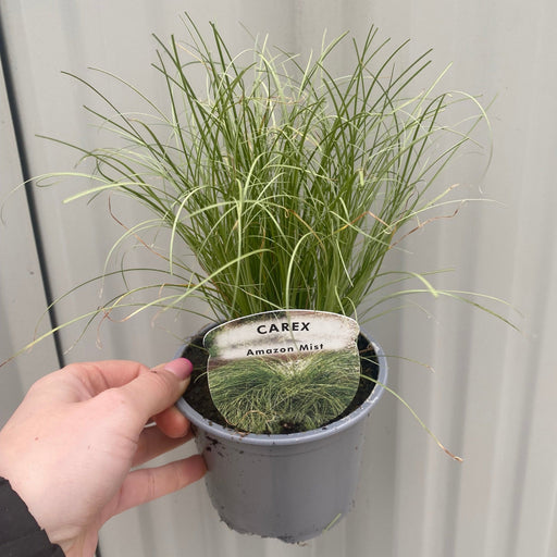Carex Grass - Amazon Mist -