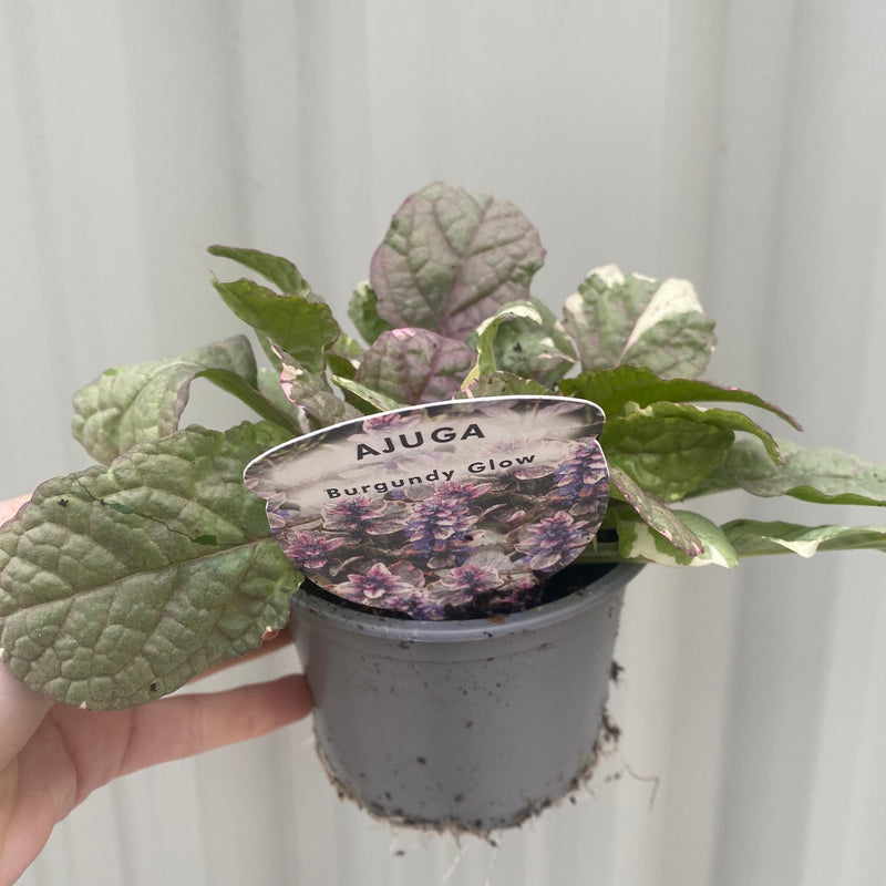 Ajuga 'Burgundy Glow' 9cm -