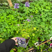 AGASTACHE foeniculum 'Black Adder' 9cm -