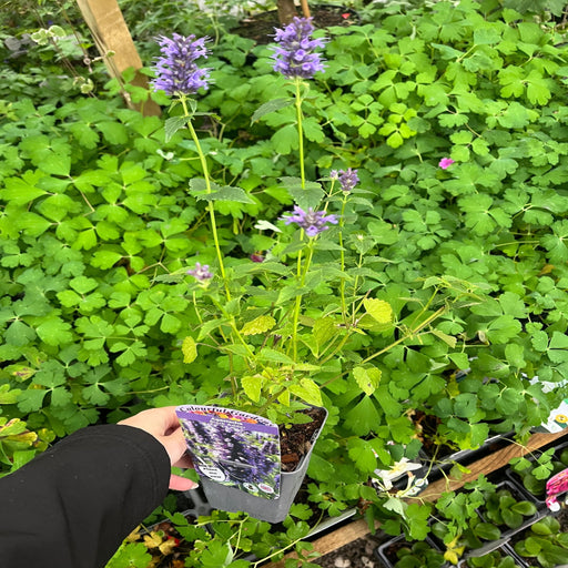 AGASTACHE foeniculum 'Black Adder' 9cm -