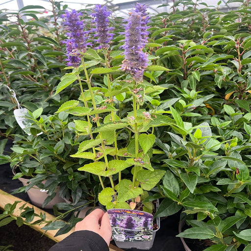 AGASTACHE foeniculum 'Little Adder' 9cm -