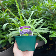 Catananche caerulea 9cm/2L -