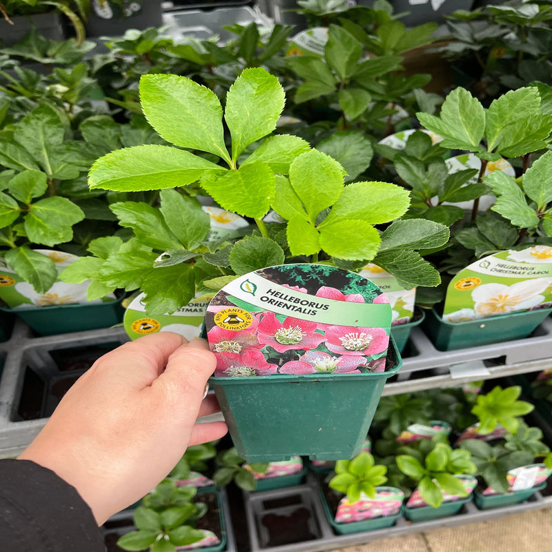 Hellebore/Helleborus orientalis - Pink (9cm) -