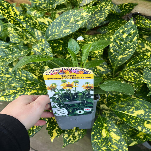 Echinacea purpurea Prairie Blaze Yellow 9cm Pot -