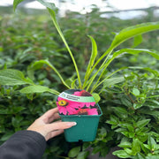 Echinacea purpurea 9cm / 2L -