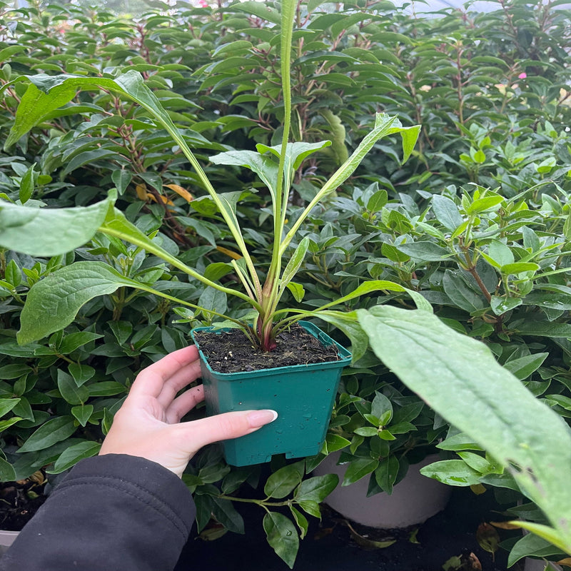 Echinacea purpurea Prairie Blaze Orange Sunset 9cm Pot -