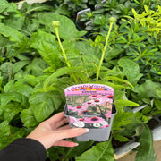 Echinacea purpurea 'Prairie Splendor' Rose 9cm -