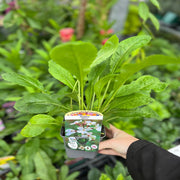 Hesperis matronalis var.albiflora 9cm/2L -