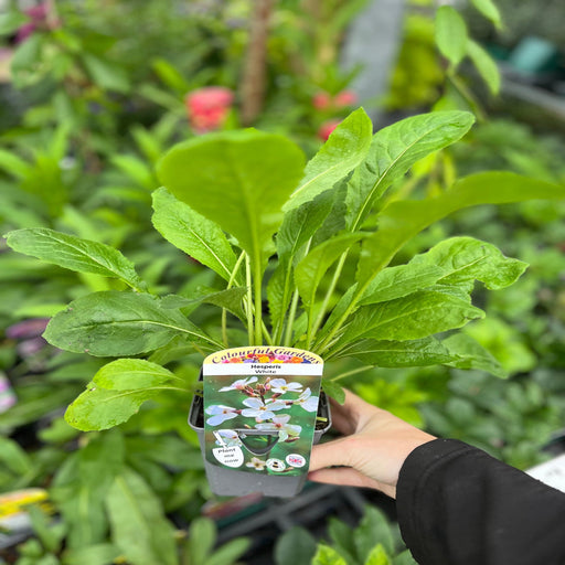 Hesperis matronalis var.albiflora 9cm/2L -