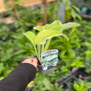 Hosta 'Regal Splendor' 9cm -