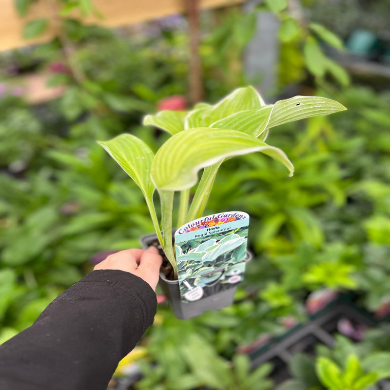 Hosta 'Regal Splendor' 9cm -
