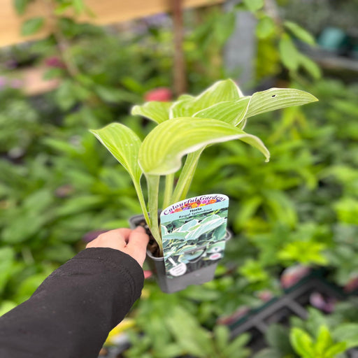 Hosta 'Regal Splendor' 9cm -