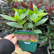 Veronica - Pink Glow 9cm -