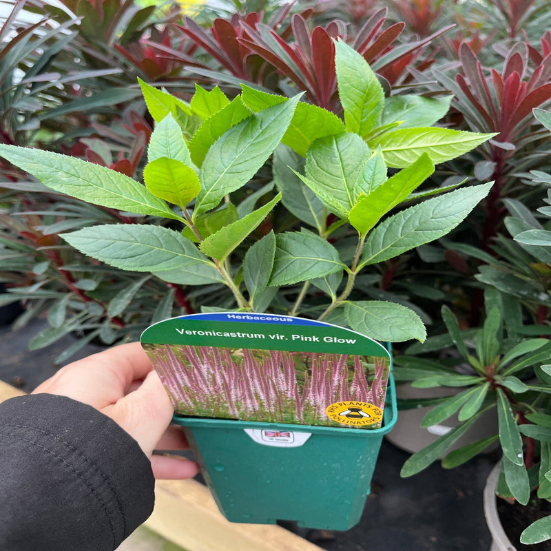 Veronica - Pink Glow 9cm -