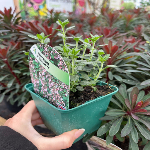 Teucrium x Lucidrys 9cm - Home & Garden > Plants > Indoor & Outdoor Plants > Bushes & Shrubs > Shrubs