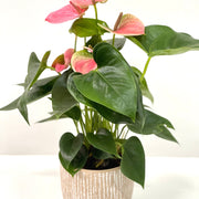 Anthurium - Candy Floss Pink -