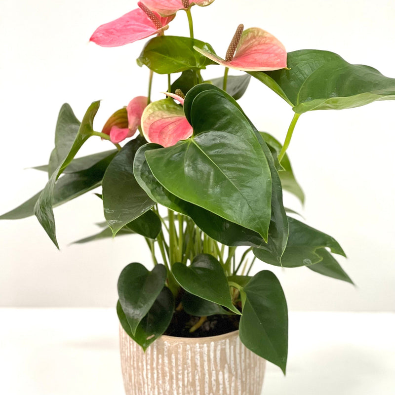 Anthurium - Candy Floss Pink -